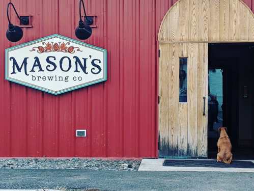 A dog sits outside Mason's Brewing Co, looking at the entrance with a red barn-style building in the background.