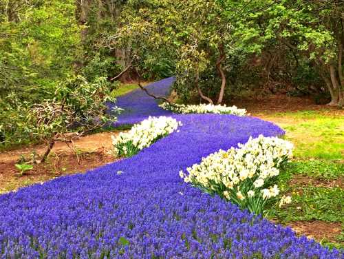 A winding path of vibrant purple flowers bordered by white blooms, surrounded by lush green trees.