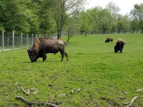 A group of bison grazing in a green field surrounded by trees and a fence.