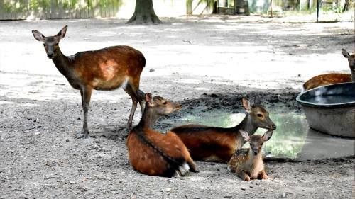 A group of deer resting in a sandy area, with one standing and three lying down near a water trough.
