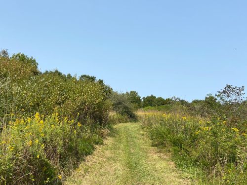 A grassy path leads through lush greenery and wildflowers under a clear blue sky.