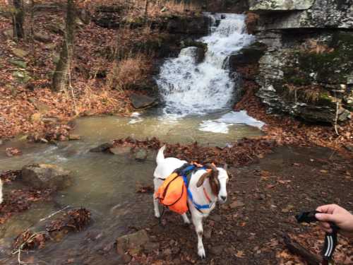 A goat wearing an orange harness stands near a small waterfall and stream in a wooded area with fallen leaves.