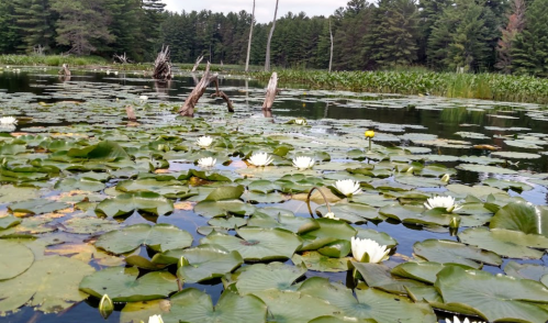 A serene pond covered with lily pads and white water lilies, surrounded by lush green trees and calm waters.