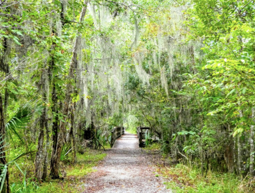 A serene forest path lined with trees and hanging moss, leading to a wooden bridge in a lush, green environment.