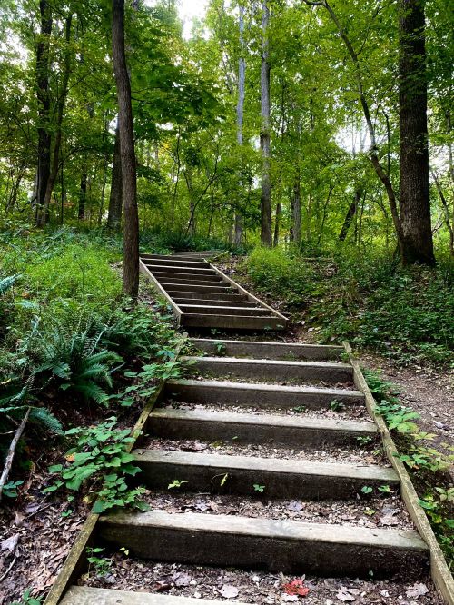 Wooden steps lead up through a lush green forest, surrounded by trees and ferns.