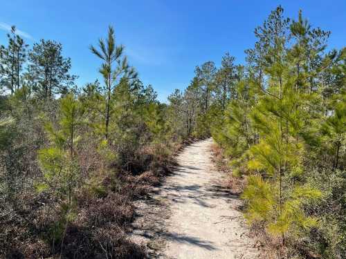 A sandy path winds through a dense forest of green pine trees under a clear blue sky.