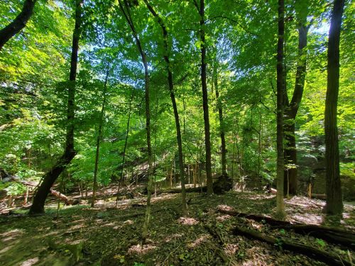 Lush green forest with tall trees and dappled sunlight filtering through the leaves, creating a serene atmosphere.