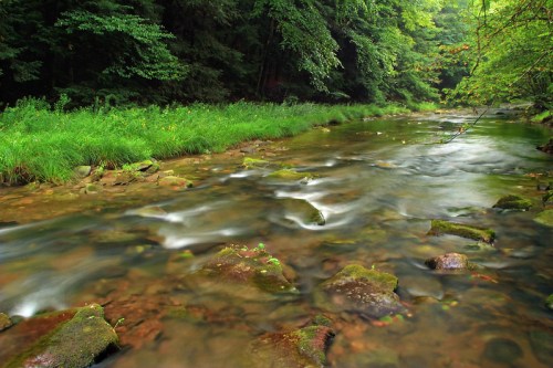 A serene river flows through a lush green forest, with smooth stones visible beneath the clear water.