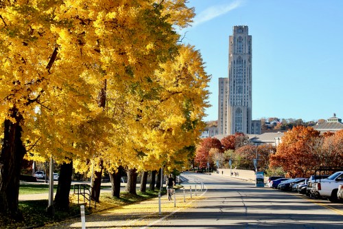 A tree-lined street with vibrant yellow leaves and a tall building in the background on a sunny autumn day.