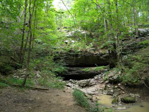 A serene forest scene with lush green trees, rocky terrain, and a cave entrance surrounded by nature.