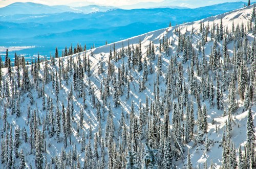Snow-covered mountain slope with tall evergreen trees and distant blue mountains under a clear sky.