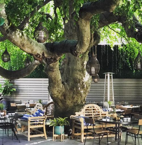 A cozy outdoor dining area with a large tree, hanging lanterns, and wooden furniture surrounded by greenery.