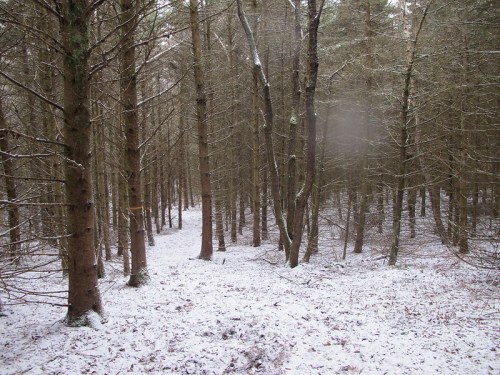 A snowy forest path lined with tall trees, creating a serene winter landscape.