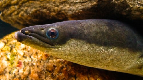 Close-up of a fish with a smooth, elongated body and a prominent head, resting near a rock underwater.