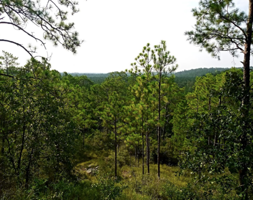 Lush green forest with tall pine trees and a distant view of rolling hills under a cloudy sky.