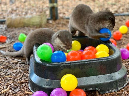 Two otters play with colorful plastic balls in a black container filled with more balls on a bed of wood chips.