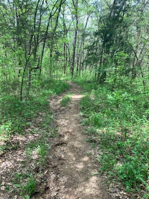 A narrow dirt path winding through a lush green forest with trees and underbrush on either side.