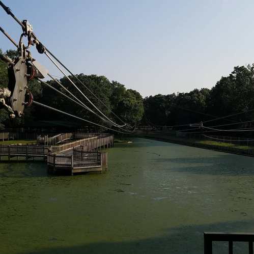 A view of a calm pond surrounded by greenery, with wooden walkways and cables overhead.