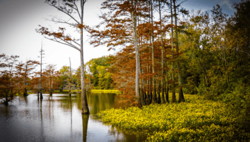A serene wetland scene with cypress trees and vibrant yellow flowers reflecting in calm water under a cloudy sky.