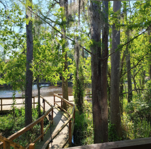 A wooden walkway winds through lush greenery beside a calm river, with tall trees and sunlight filtering through the leaves.