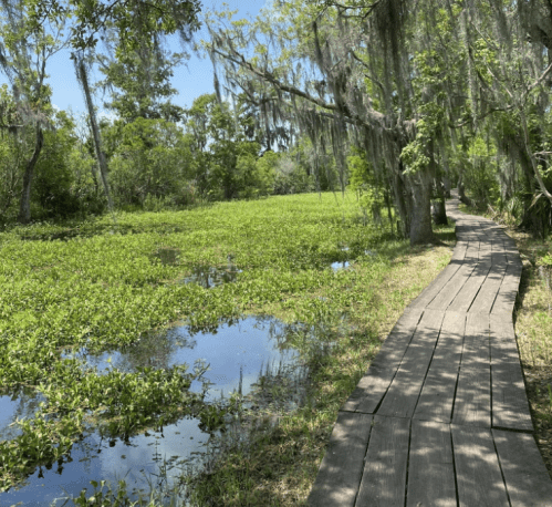 A wooden boardwalk winds through a lush green wetland, surrounded by trees and reflections in the water.
