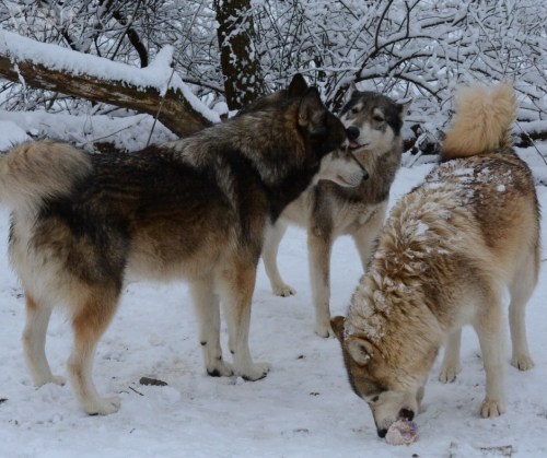 Three wolves in a snowy landscape, one licking another while the third is sniffing the ground.