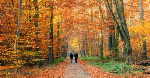 Two people walk down a tree-lined path surrounded by vibrant autumn foliage.