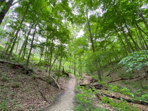 A serene forest path surrounded by lush green trees and undergrowth, inviting exploration and tranquility.