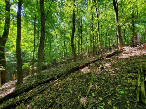 Lush green forest with tall trees, sunlight filtering through the leaves, and a carpet of fallen leaves on the ground.
