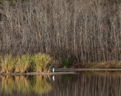A serene lake scene with bare trees in the background and a solitary figure by the water's edge, reflecting in the calm surface.