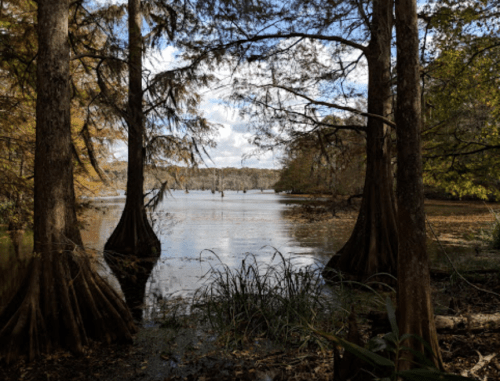 A serene lake view framed by cypress trees, with calm waters and autumn foliage reflecting in the background.