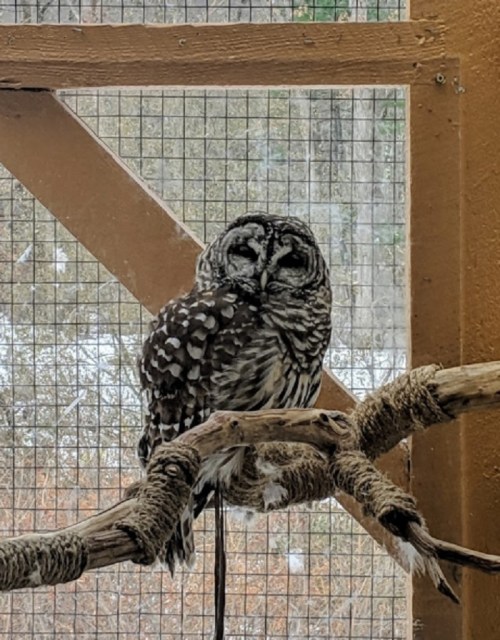 A spotted owl perched on a branch inside an enclosure, with a blurred natural background visible through a mesh window.