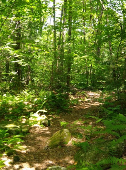 A serene forest path surrounded by lush green trees and ferns, with scattered rocks along the trail.
