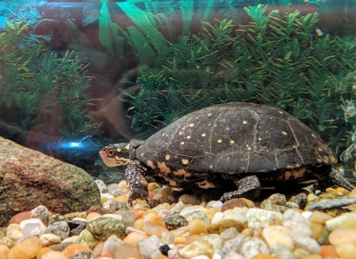 A turtle swims among colorful pebbles and plants in a clear aquarium.