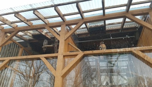 Two birds perched inside a wooden aviary with a mesh roof and walls, surrounded by trees.
