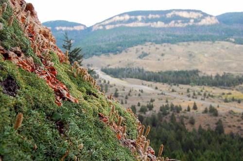 A rocky hillside covered in moss and small plants, overlooking a winding road and distant mountains.