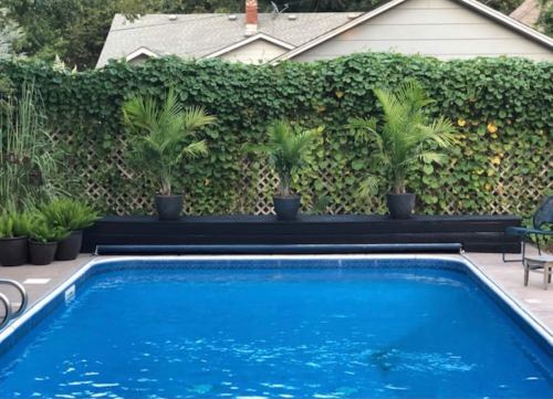A clear blue swimming pool surrounded by lush greenery and potted palm plants, with a house in the background.