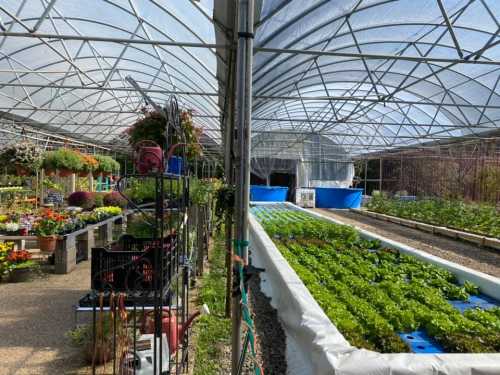 A greenhouse interior with rows of green plants, hanging flowers, and gardening tools visible in the foreground.