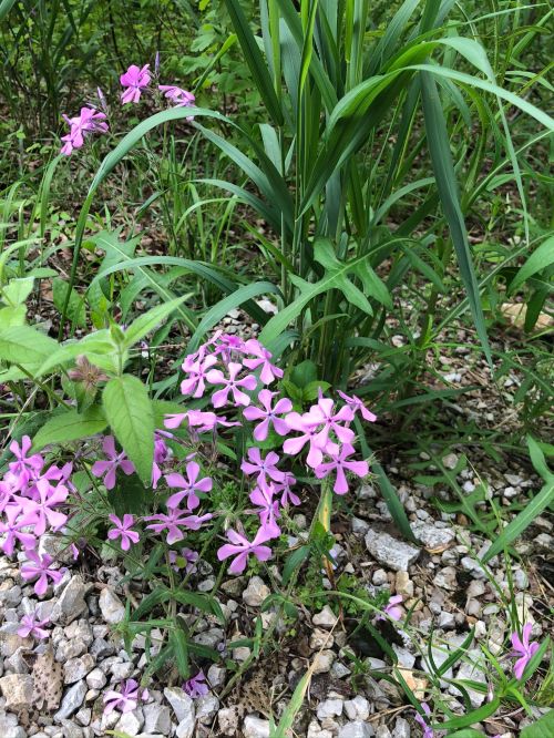 A cluster of pink flowers growing among green grass and rocky soil in a natural setting.