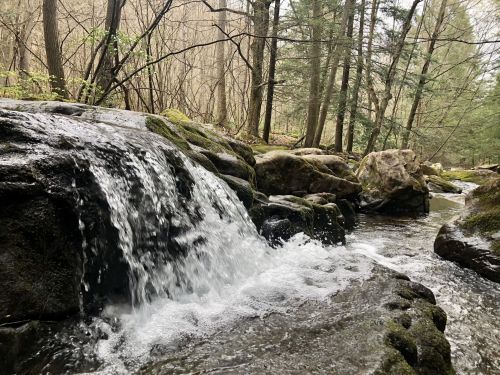 A serene forest scene featuring a small waterfall cascading over rocks into a clear stream, surrounded by trees.