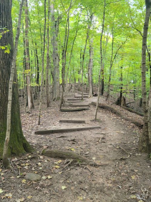 A forest path lined with wooden steps, surrounded by tall green trees and a natural, earthy landscape.