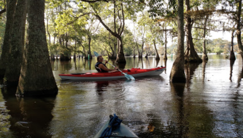 A person paddles a red kayak through calm waters surrounded by trees in a serene, natural setting.