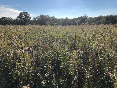 A sunlit field filled with tall grasses and wildflowers under a clear blue sky.