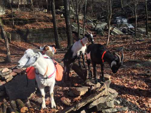 Three goats with harnesses stand on rocks in a wooded area, surrounded by fallen leaves and trees.