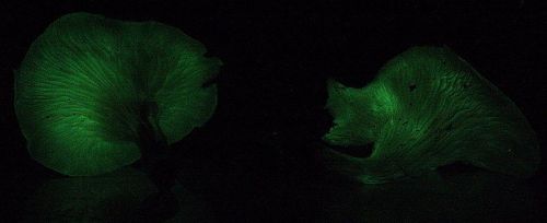 Two glowing green mushrooms against a dark background, showcasing their intricate textures and shapes.
