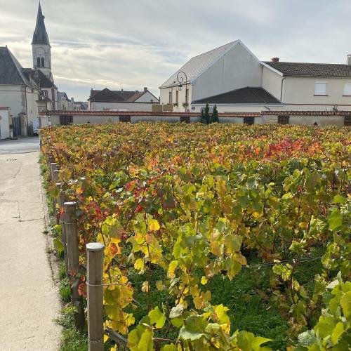 Vineyard with colorful autumn leaves, a church steeple in the background, and buildings lining the street.