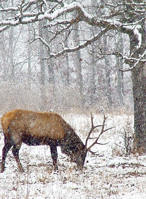 A deer with antlers stands in a snowy forest, surrounded by falling snowflakes and bare trees.