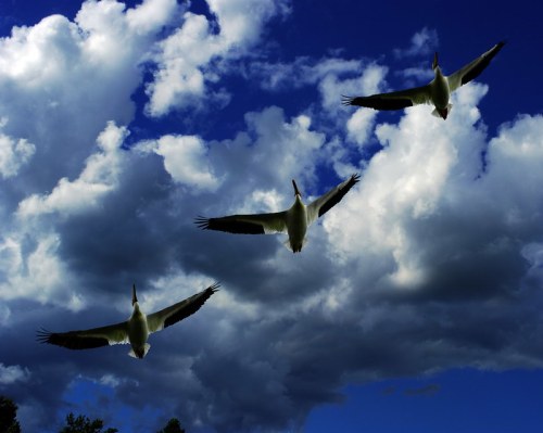 Three birds flying against a backdrop of dramatic clouds and a blue sky.