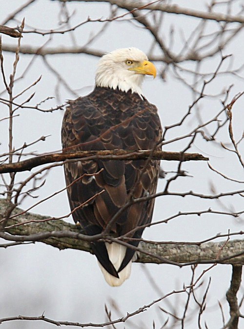 A bald eagle perched on a tree branch, surrounded by bare branches, with a cloudy sky in the background.