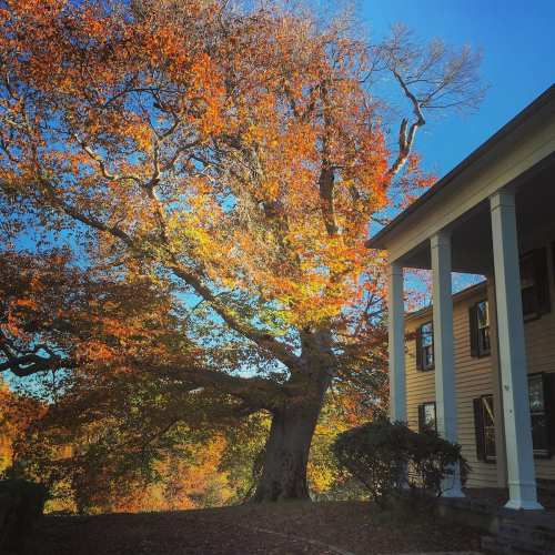 A large tree with vibrant autumn leaves stands beside a house under a clear blue sky.